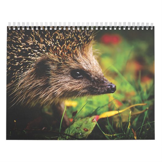 Calendrier Hérissons, Hedgehog (Protection)