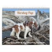 Calendrier Hershey Pup Cavalier King Charles Spaniel Calendri (Protection)