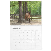 Calendrier Highland Pony 2023 (Feb 2027)