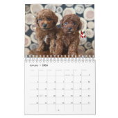 Calendrier Idaho Jewels Poodles | 2026 Calendar (Jan 2026)