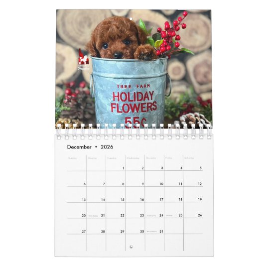 Calendrier Idaho Jewels Poodles | 2026 Calendar (Dec 2026)