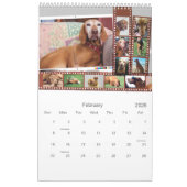 Calendrier illustré Vizsla (Feb 2026)