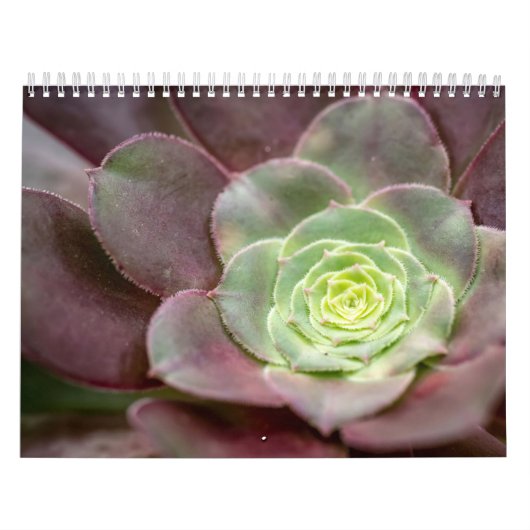 Calendrier Impression Cactus | Une Fleur de cactus du désert (Protection)
