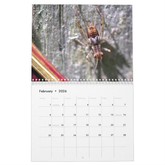 Calendrier incroyable d'insectes (Feb 2026)