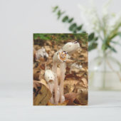 Calendrier indien du tuyau ~ carte postale (Debout devant)