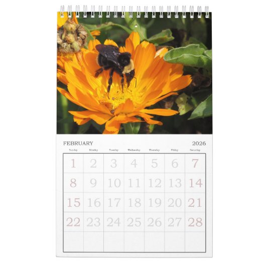 Calendrier - Insectes (sgl. pg.) (Feb 2026)