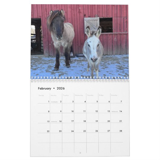 Calendrier islandais des chevaux et des petits âne (Feb 2026)