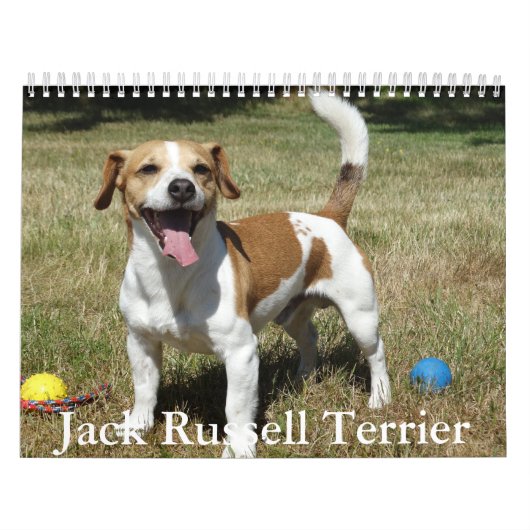 Calendrier Jack Russell Terrier (Protection)