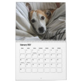 Calendrier Jack Russell Terrier (Feb 2027)