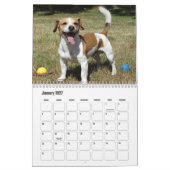 Calendrier Jack Russell Terrier (Jan 2027)