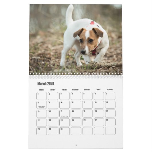 Calendrier Jack Russell Terrier (Mar 2026)