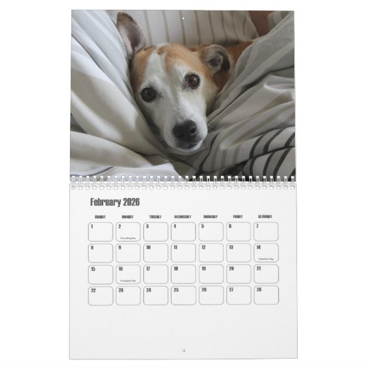 Calendrier Jack Russell Terrier (Feb 2026)