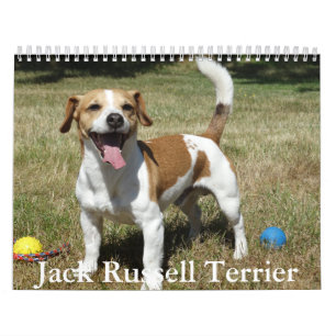 Calendrier Jack Russell Terrier