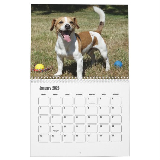 Calendrier Jack Russell Terrier (Jan 2026)