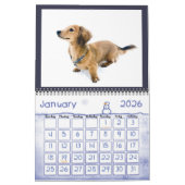 Calendrier J'ADORE LES DACHSHUNDS MINIATURE AUX cheveux longs (Jan 2026)