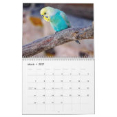 Calendrier J'adore les perruches - clichés des petits oiseaux (Mar 2027)
