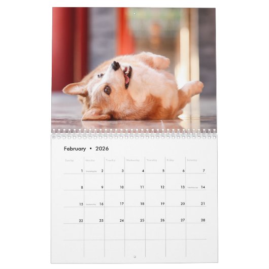 Calendrier Joli Corgis ! Chien / Chien (Feb 2026)