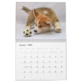 Calendrier Joli Corgis ! Chien / Chien (Jan 2027)