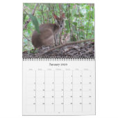 Calendrier kangourous australien 2025 (Jan 2026)