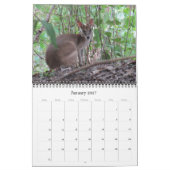 Calendrier kangourous australiens 2026 (Jan 2027)