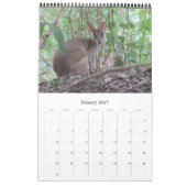 Calendrier kangourous wallabies 2026 (Jan 2027)