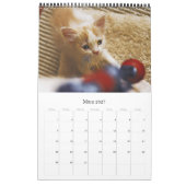 Calendrier KÄTZCHEN KATZEN WELPEN - Kalender (Mar 2027)