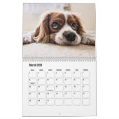Calendrier King Charles Spaniel (Mar 2026)