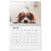 Calendrier King Charles Spaniel (Jan 2026)
