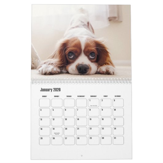 Calendrier King Charles Spaniel (Jan 2026)