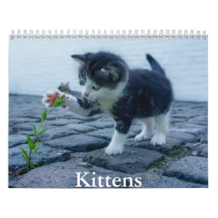 Calendrier Kitten