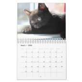 Calendrier Kitten noir (Mar 2026)