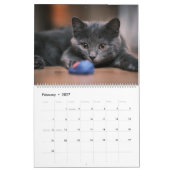 Calendrier Kittens (Feb 2027)