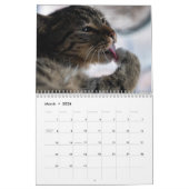 Calendrier Kittens & Cats (Mar 2026)