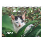 Calendrier Kittens & Cats (Protection)