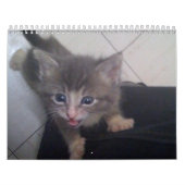 calendrier kittty (Protection)