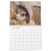 Calendrier KMP Meerkats - 2020 (Mar 2026)