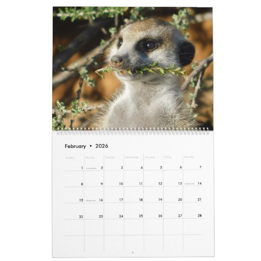 Calendrier KMP Meerkats 2022 (Feb 2026)