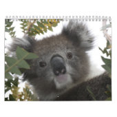 Calendrier Koala (Protection)
