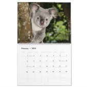 Calendrier Koalas (Feb 2026)