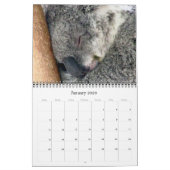 Calendrier koalas 2025 (Jan 2026)