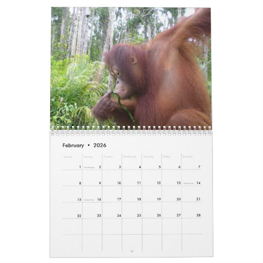 Calendrier Krista Orangutan (Feb 2026)
