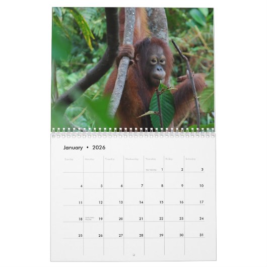 Calendrier Krista Orangutan (Jan 2026)