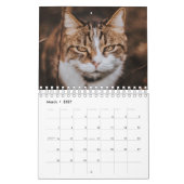 CALENDRIER "LA BEAUTÉ DES CHATS" (Mar 2027)