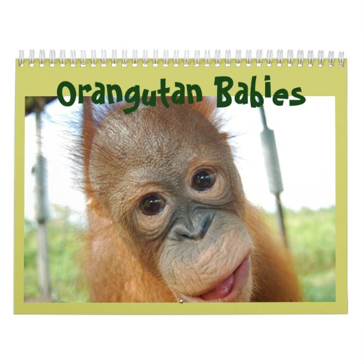 Calendrier La faune de Cute Apes Orangutan (Protection)