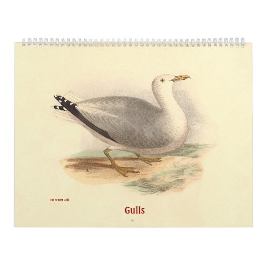 Calendrier La mouette lithographie - des oiseaux de New York (Protection)