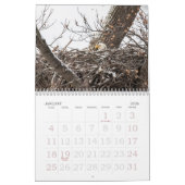 Calendrier La vie des pygargues à tête blanche (Jan 2026)