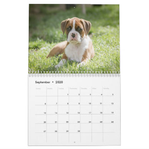 Calendrier La vie d'un chien de boxeur - chiots mignons de