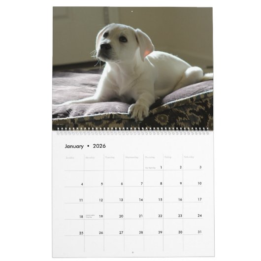 Calendrier Lab Puppies Labrador Retriever Wall 2025 Calendrie (Jan 2026)