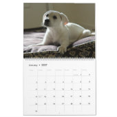 Calendrier Lab Puppies Labrador Retriever Wall 2025 Calendrie (Jan 2027)