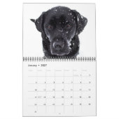 Calendrier Laboratoires - Black Labrador Retriever (Jan 2027)